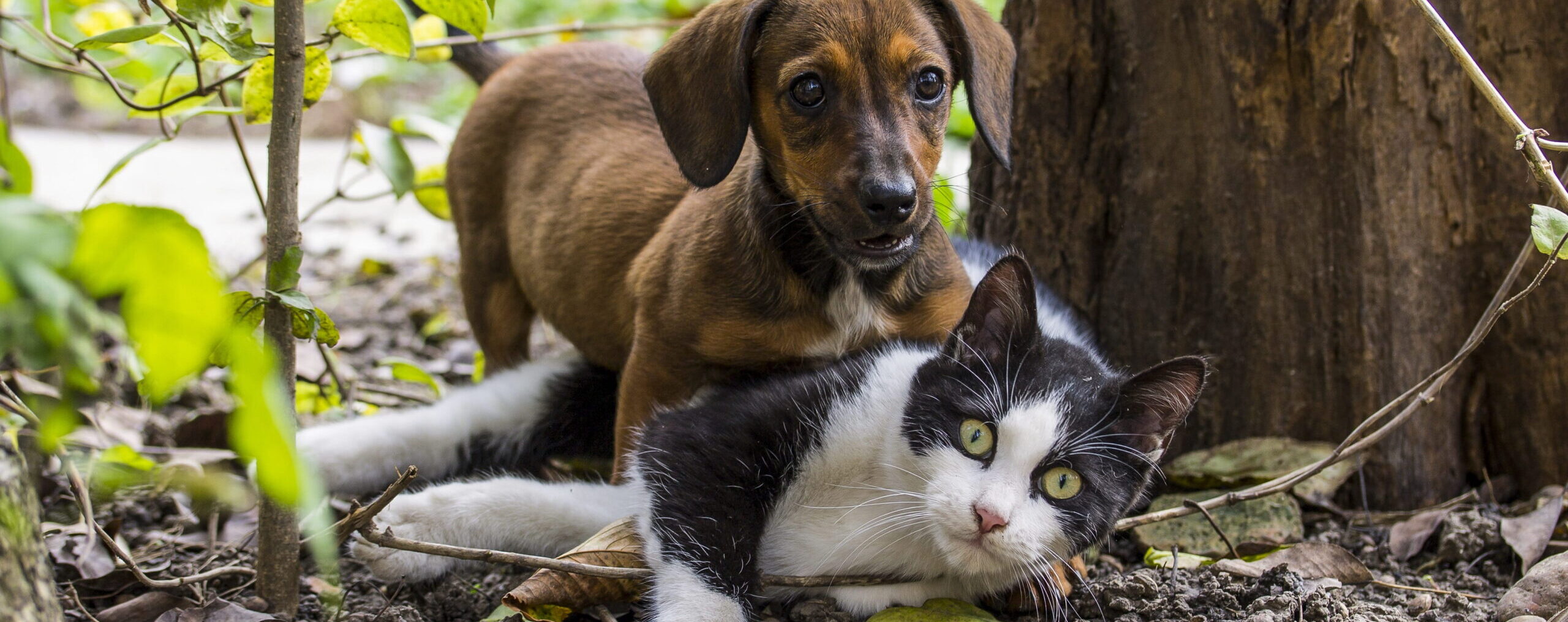 riesgo de plantas tóxicas para perros y gatos en jardines