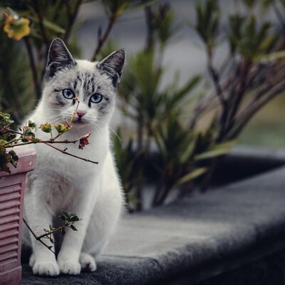 plantas tóxicas para perros y gatos