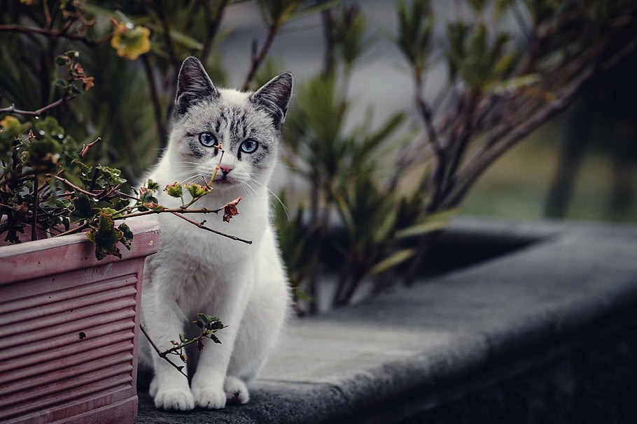 plantas tóxicas para perros y gatos