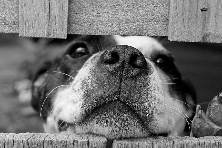 adoptar o comprar una mascota decisión responsable