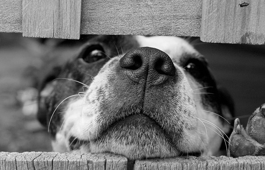 adoptar o comprar una mascota decisión responsable