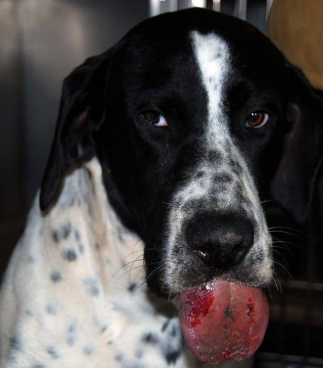 contacto con la procesionaria en perros y gatos síntomas