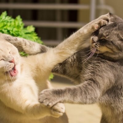 evitar que tus gatos se ataquen después de una visita al veterinario