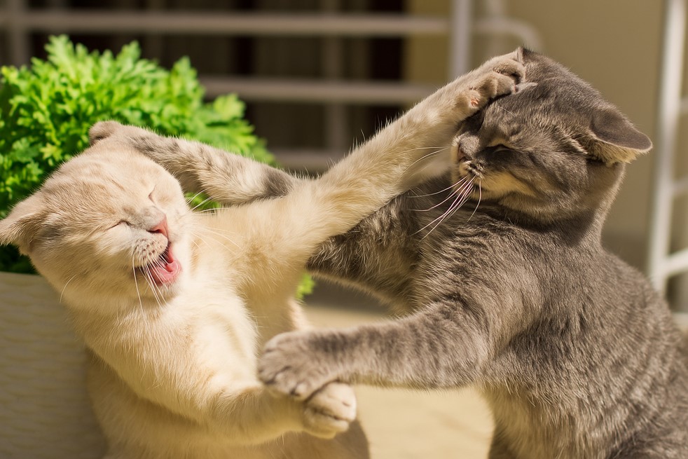 evitar que tus gatos se ataquen después de una visita al veterinario