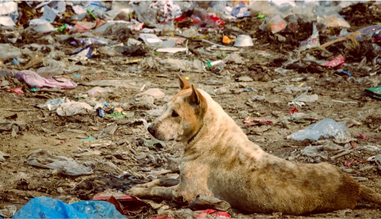 Cuando hablamos de bienestar animal solemos centrarnos en alimentación, salud o afecto. Sin embargo, rara vez analizamos el impacto ambiental de los productos que utilizamos en su cuidado diario. Elegir productos sostenibles para mascotas no es una tendencia, sino una decisión coherente con una visión integral de la salud.