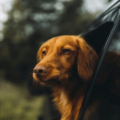 Viajar en coche con tu mascota puede ser una experiencia enriquecedora o una fuente importante de estrés. La diferencia no está en la distancia, sino en la planificación.