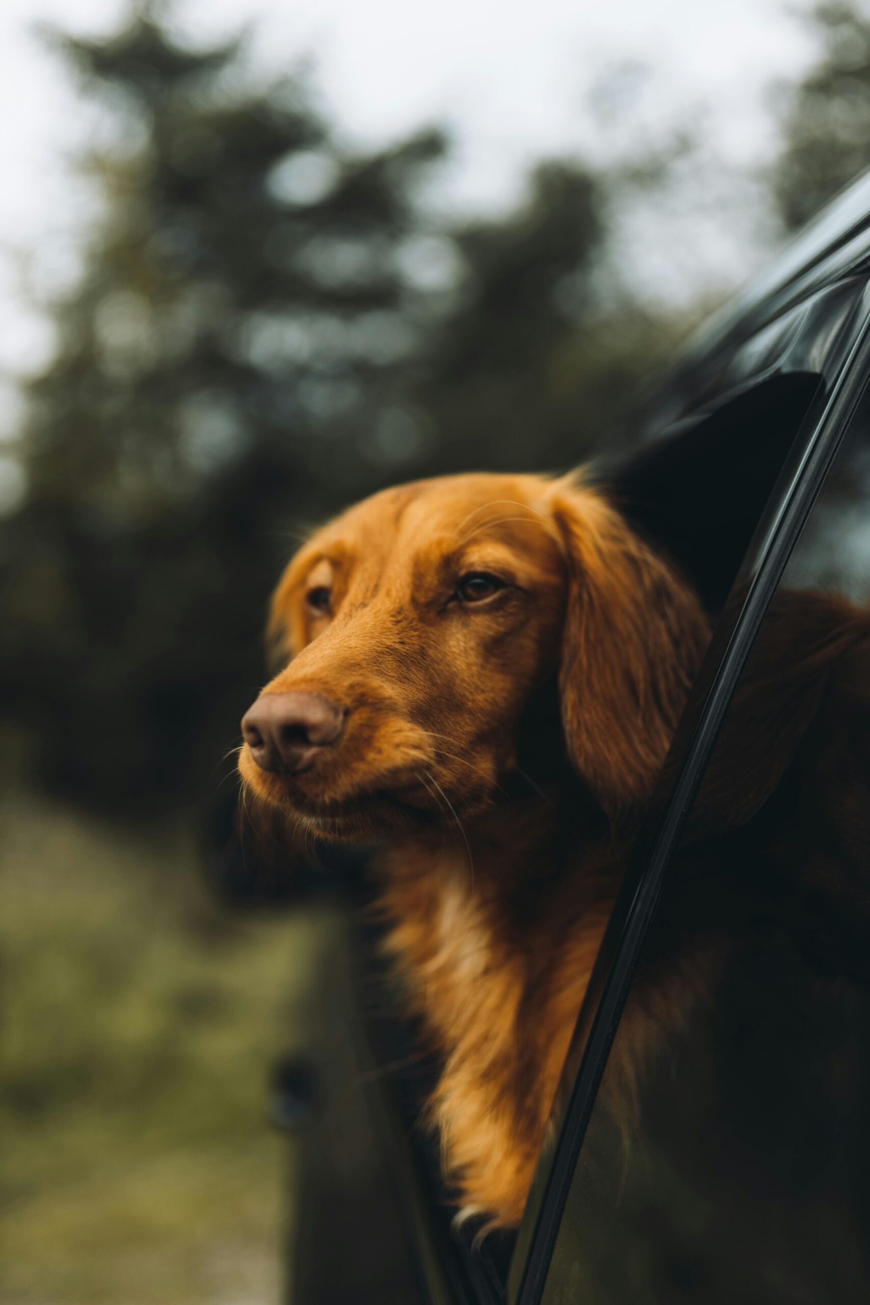 Viajar en coche con tu mascota puede ser una experiencia enriquecedora o una fuente importante de estrés. La diferencia no está en la distancia, sino en la planificación.