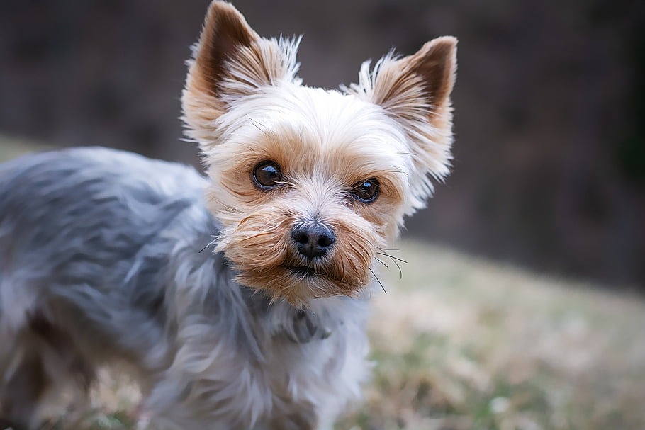 Cuando hablamos de piel y pelo sanos en mascotas, muchas personas piensan en brillo, suavidad o apariencia. Sin embargo, desde el punto de vista veterinario, la piel no es un elemento decorativo. Es el órgano más grande del cuerpo y una barrera esencial para la supervivencia.