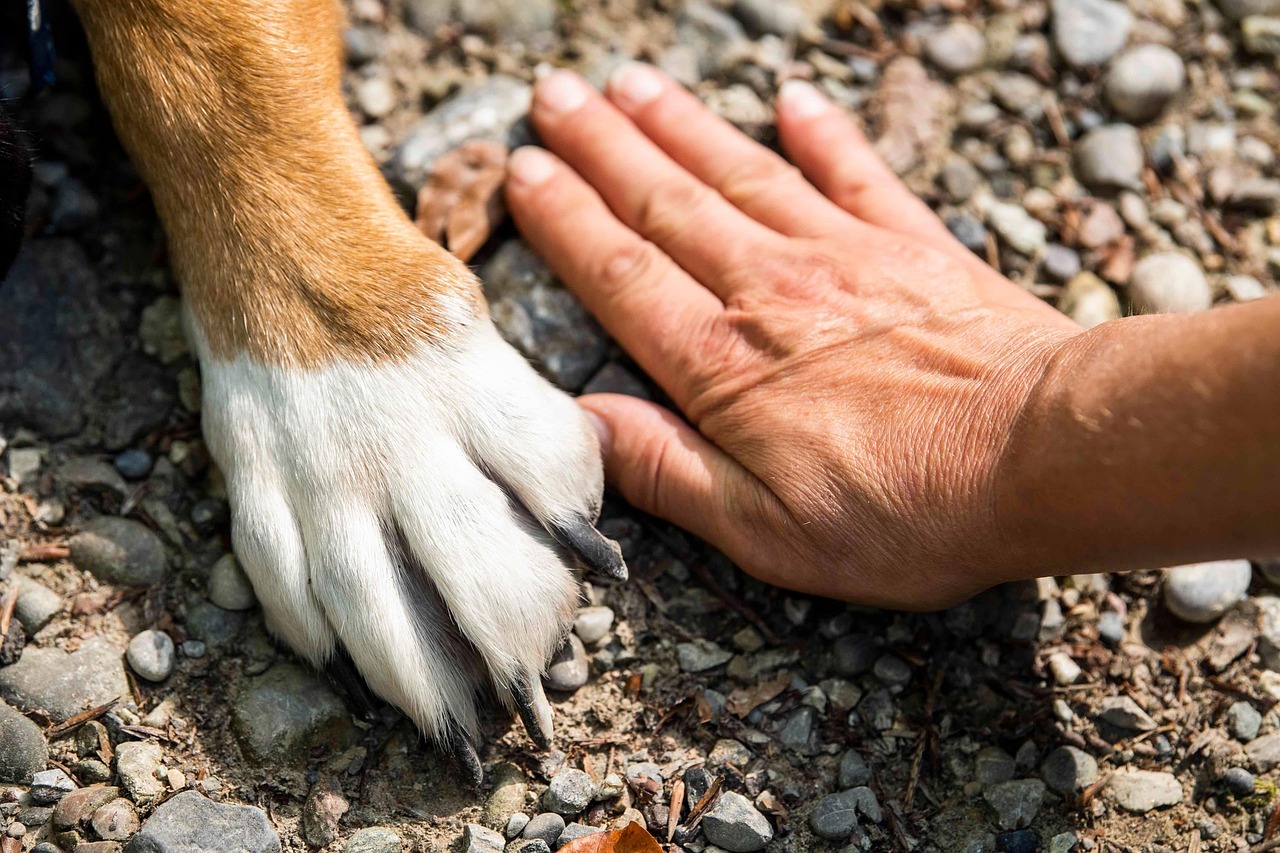 En verano, el riesgo no siempre está en el aire. Muchas veces está bajo sus patas. Por eso, cuidar las patas de los perros en verano es una medida preventiva imprescindible.