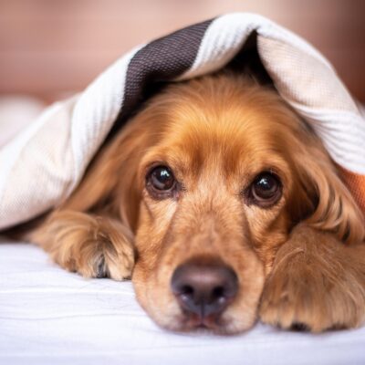 miedo a los petardos en perros y gatos durante San Juan