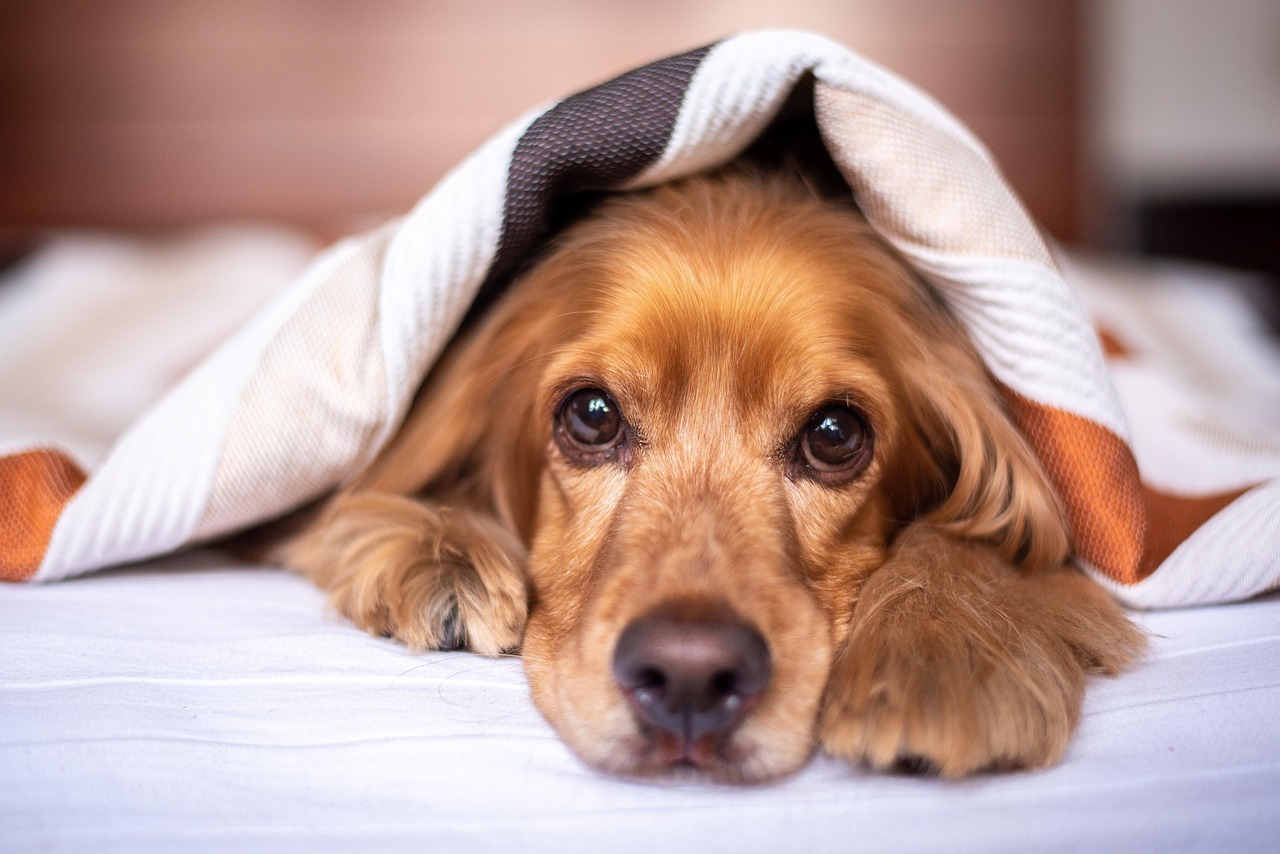 miedo a los petardos en perros y gatos durante San Juan